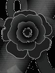pic for Black Rose